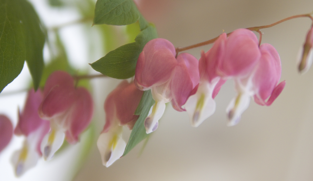 LISA-ANN ISHIHARA | THE VINDICATOR..A horticulture submission of bleeding hearts, in the Garden Forum Spring Flower show at Fellows Riverside Gardens.