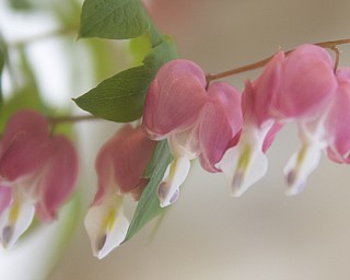 LISA-ANN ISHIHARA | THE VINDICATOR..A horticulture submission of bleeding hearts, in the Garden Forum Spring Flower show at Fellows Riverside Gardens.