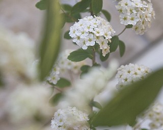 LISA-ANN ISHIHARA | THE VINDICATOR..A horticulture submission of the flower, Spirea Snowmound, for the Garden Forum Spring Flower show at Fellows Riverside Gardens.