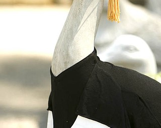 ROBERT K. YOSAY | THE VINDICATOR...the ever popular dressed geese at Farmer Dave's Gift and Garden Shoppe in North Lima -- 30-