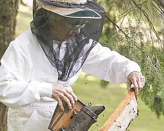 Brashen uses a smoker to keep bees at bay as she inspects a frame filled with honey. Her beekeeping outfit is a white jumpsuit that zips because buttonholes would allow wayward bees in. .