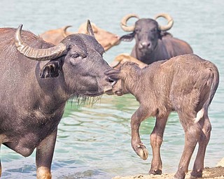 A baby water buff alo touches noses with its mother at Wagon Trails. The baby was born in late July.