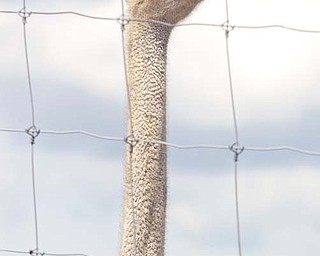 You can feed Evil the ostrich as well as other animals during your visit to Wagon Trails.