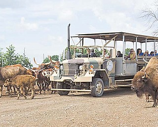 A safari ride rolls through Wagon Trails as the animals approach for feeding.