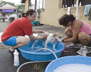 LISA-ANN ISHIHARA | THE VINDICATOR..Co-Founders of W.A.G.S. Canine Rescue, Pattie McLaughlin of Columbiana and Mary Jo Nagy of Youngstown , wash 4 month old bulldog beagle mix Dozer, outside of Happy Paws Spa & Day Care for a wellness clinic.  Dozer belongs to Jen Sterling of Austintown.