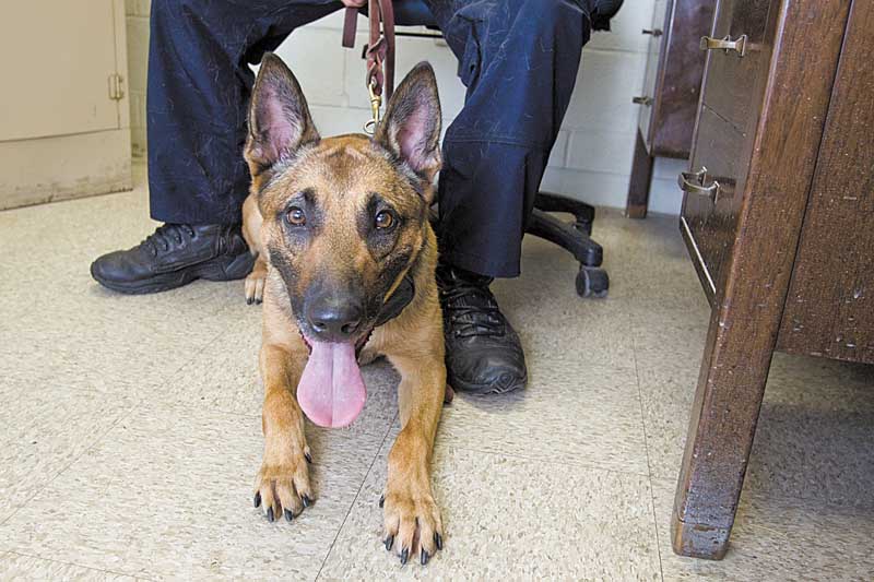 Storm, a 2-year-old Belgian malinois, was purchased by the Campbell Police Department as a result of a campaign that raised more than $20,000 in donations.