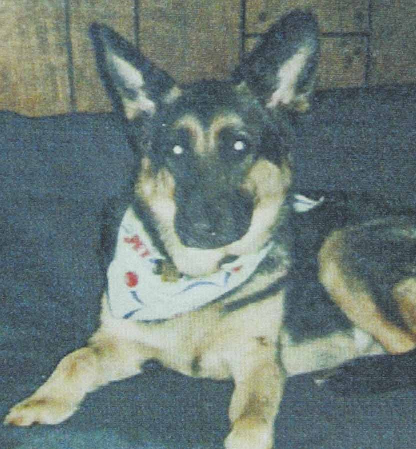 Gannon,above, is an 8-year-old German shepherd, missing in Struthers. Owner Sam Vona and his family fear that Gannon, who has a collar with identification tags, has been stolen. .
