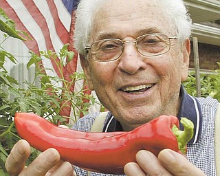 Michael Lacivita shows off a red pepper he grew at his Youngstown home. His pepper plants are more than 5 feet tall, and he says one secret to such a harvest is constant hydration.