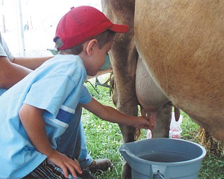 Marcus Gromofsky, son of Alan and Cindy Gromofsky of Brewster, N.Y., is trying to milk a cow at the fair. He is the grandson of Emma Lou Gromofsky of Boardman and the late Bill Gromofsky.