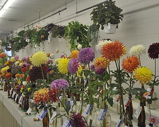The Canfield Fair on Thursday, September 2, 2010.