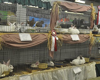 The Canfield Fair on Thursday, September 2, 2010.
