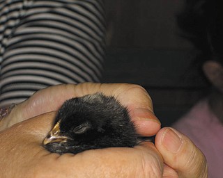 A closer look at a chick.
