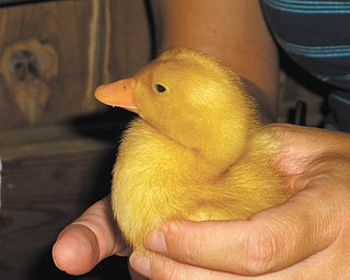 Holding a duckling at the Canfield Fair.