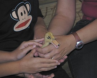 Tyler Kadivar of Bradenton, Fla., helps hold a duckling. Tyler is the grandson of Bob and Joan Stroh of Poland.