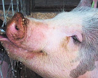 Another of Annette McCarthy's memories of the fair, a pig getting a drink.