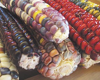 A variety of corn makes a colorful photo. Picture by Annette McCarthy.