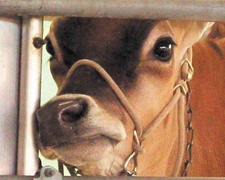 Annette McCarthy gets a portrait shot of one of the many cows at the fair.