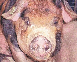 A close-up view of a pig by Annette McCarthy.