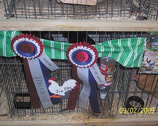 Joe Filey of North Lima won Bantam and Best of Show Grand Champion awards for his chicken. Here are his ribbons.