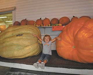 Natalie Kollar of Hudson, Ohio, is dwarfed by giant pumpkins. Elaine Kollar of Lowellville, her grandmother, took the photo in 2009 at the fair.