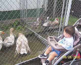 Vincent Boila of Struthers enjoys looking at the geese at the fair. This photo was submitted by Judy Wilson of Struthers, Vincent's grandmother.