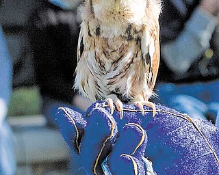 Screech owls sound so much like a woman screaming that people routinely call police believing they’re hearing a woman being attacked when it’s really the bird, a duo from Birds in Flight Sanctuary of Howland explained to Warren students.