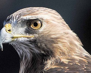 This red-tailed hawk cannot be released back into the wild because its injuries are too severe for it to fly again.