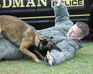 Eros, a Belgian malinois, subdues Martin Kreeft, a member of the Royal Dutch Police Dog Association, during training at Shallow Creek Kennels Inc. in Sharpsville, Pa. Eros will be on patrol with Boardman police officers by mid-October.