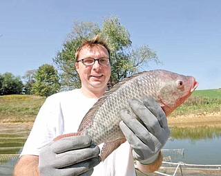 Shane Conti of Leetonia shows off one of the many tilapia at High Point Farm. Conti, who has been in business three years, says the tilapia were more plentiful and bigger this year because of higher temperatures. He also raises prawns at the Leetonia business.
