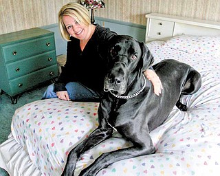 Hillary Madeline of Howland Township sits with Schmooka, a 3-year-old Great Dane that she and her husband, Brian, have had since the dog was 7 months old. ÒSchmookaÓ is Danish for Òbeauty.Ó Hillary Madeline said SchmookaÕs personality is as big as she is. The dog claimed the bedroom as hers..