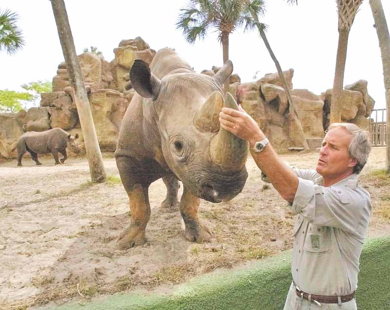 ** FILE ** In this May 10, 2000 file photo, Nationally recognized animal expert Jack Hanna  grabs the tusk of a black rhino after helping Busch Gardens Tampa Bay unveil plans for their newest attraction "Rhino Rally" in Tampa, Fla. David Letterman's producers like it when Jack Hanna's zoo animals run amok on the show because it's good for laughs. Hanna, director emeritus of the Columbus Zoo, recounts 25 years of television appearances in his new autobiography. (AP Photo/Chris O'Meara)