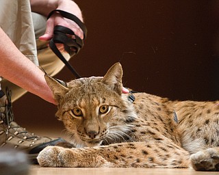 Geoffrey Hauschild|The Vindicator.A siberian lynx during a performance by the Youngstown Symphony in conjunction with Jack Hanna at the DeYor performing Arts Center on Sunday afternoon.