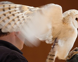 Geoffrey Hauschild|The Vindicator.A Barn Owl is brought on stage during a performance by the Youngstown Symphony in conjunction with Jack Hanna at the DeYor performing Arts Center on Sunday afternoon.