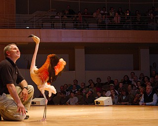Geoffrey Hauschild|The Vindicator.A flamingo is brought on stage during a performance by the Youngstown Symphony in conjunction with Jack Hanna at the DeYor performing Arts Center on Sunday afternoon.