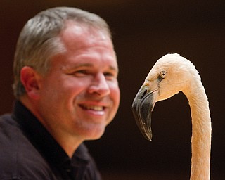 Geoffrey Hauschild|The Vindicator.A flamingo is brought on stage during a performance by the Youngstown Symphony in conjunction with Jack Hanna at the DeYor performing Arts Center on Sunday afternoon.
