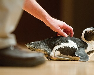 Geoffrey Hauschild|The Vindicator.A black footed penguin is brought on stage during a performance by the Youngstown Symphony in conjunction with Jack Hanna at the DeYor performing Arts Center on Sunday afternoon.