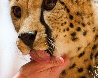 Geoffrey Hauschild|The Vindicator.A cheetah licks the hand of its caretaker during a performance by the Youngstown Symphony in conjunction with Jack Hanna at the DeYor performing Arts Center on Sunday afternoon.