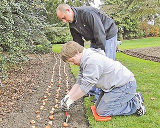 Aaron Jackson, a student at Austintown Fitch High School, and teacher's aide Cody Reese plant special pink tulips at Fellows Riverside Gardens in Mill Creek MetroParks. The tulips, planted Tuesday, are called "The Cure" and are meant to raise awareness about breast cancer. About 4,000 of "The Cure" tulips will bloom around the gardens in the spring.