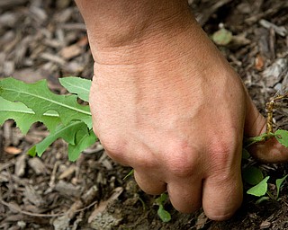 Geoffrey Hauschild|The Vindicator.6.15.2010.An OVTC student weeds the area surrounding the entry way to Mahoning Valley Teen Challenge.