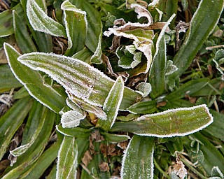 Frost covers the ground as the sun rises Friday morning. (Geoffrey Hauschild | The Vindicator)