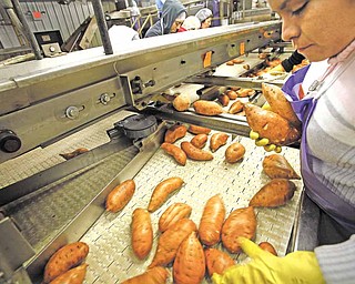 Vick Family Farms in Wilson, N.C. Workers sort through sweet potatoes.