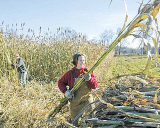 Katie Rea tosses a stalk of sorghum onto a wagon as her brother John Rea harvests the crop on their family's Salem Twp. farm.
