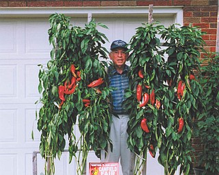 Michael Lacivita of Youngstown, or "The Pepper Man," shows off his prize-winning plants that earned him first and second premium awards at a Valley favorite fall activity — the Canfield Fair. His daughter, Linda Lacivita Krieger, snapped the picture.