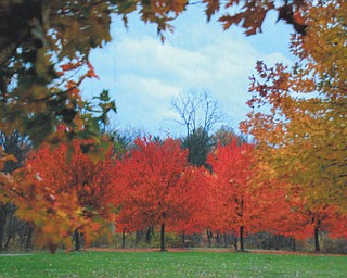 Lana VanAuker of Canfield shot this fall scene in Austintown Park.