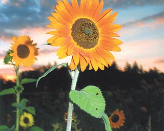 Lana VanAuker of Canfield submitted this close-up taken at the Mill Creek MetroParks Experimental Farm in Canfield.