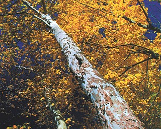Lana VanAuker of Canfield submitted this fall photo, which she shot in Mill Creek Park.