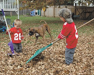 Camren, left, and his brother Caleb help their grandpa clean the yard before an Ohio State football game. Their proud grandparents, who sent in this photo of the two little Buckeye fans, are Tom and Erin Chizmar of Youngstown.