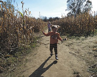 Lilyanah Miller, 22 months, runs through the cornfield at Country Side Pumpkin Patch on Route 224.