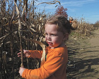 Lilyanah Miller, 22 months, takes a break in a cornfield at Country Side Pumpkin Patch on Route 224.