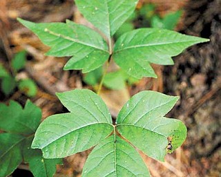 In this July 22, 2010 photo, poison ivy is seen at Lancaster County Park, in Lancaster, Pa. Dr. Alan Peterson, of Walter L. Aument Family Health Center in Quarryville, said this season is the worst he's seen for poison ivy cases. He believes the increase is the result of an increase of carbon dioxide in the atmosphere.
